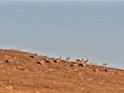 Çengel Boynuzlu Dağ Keçi Sürüsü, Cerrahın Objektifine Yakalandı