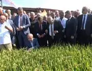 Bafra’da Türkiye’nin İlk Çeltik Ağası Seçildi