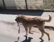 Ordu’da Ağzına Çengel Takılan Köpek Kurtarıldı