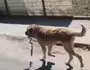 Ordu’da Ağzına Çengel Takılan Köpek Kurtarıldı