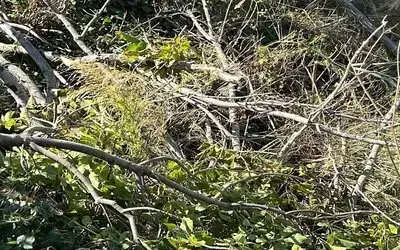 Sinop’ta Şiddetli Rüzgar Ağacı Devirdi