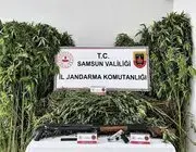 Jandarma Tarlada Ekili 756 Kök Kenevir Ele Geçirdi