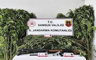 Jandarma Tarlada Ekili 756 Kök Kenevir Ele Geçirdi