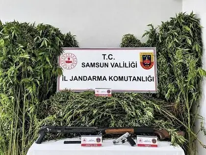 Jandarma Tarlada Ekili 756 Kök Kenevir Ele Geçirdi