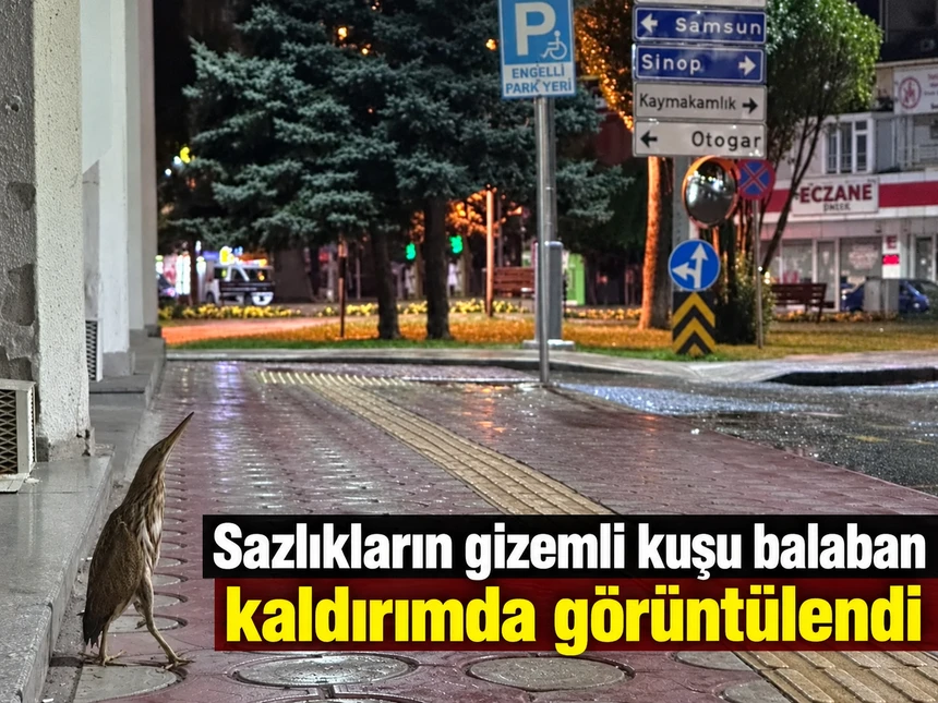 Sazlıkların gizemli kuşu balaban kaldırımda görüntülendi