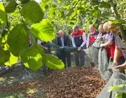 Fındık Hasadında File Sistemi Maliyeti Yüzde 70 Azaltıyor, Randımanı Artırıyor