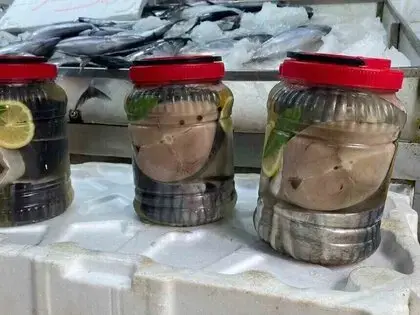 Sinop’ta Lakerda Hazırlığı: Balıkçılar ‘kestane Karası’nı Beklemeden Tuzluyor
