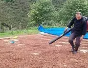 Fındık Üreticisi, Yağmur Nedeniyle Kurutamadığı Ürününü Üfleme Körüğüyle Kurutuyor