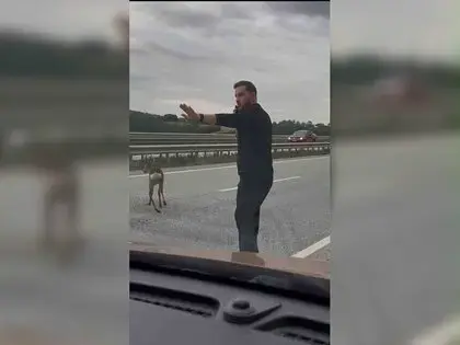 Yola Düşen Geyiğin Yardımına Koştu