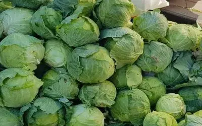 Coğrafi İşaret Tescili Bekleyen Alucra Kelemi (beyaz Lahana) Hasadı Başladı