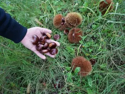 Akademisyenin Geliştirdiği Hastalıklara Dayanıklı Kestanelerde Hasat Başladı
