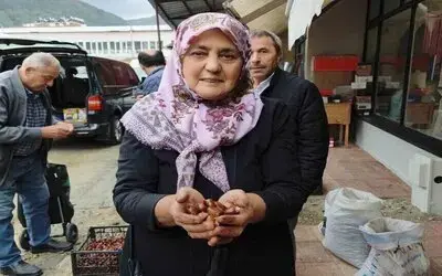 Dünyaca Ünlü Erfelek Kuzu Kestanesi Tezgahlarda