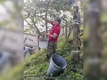 Ağasar’da Fındığa Alternatif Olarak Ceviz Üretiliyor