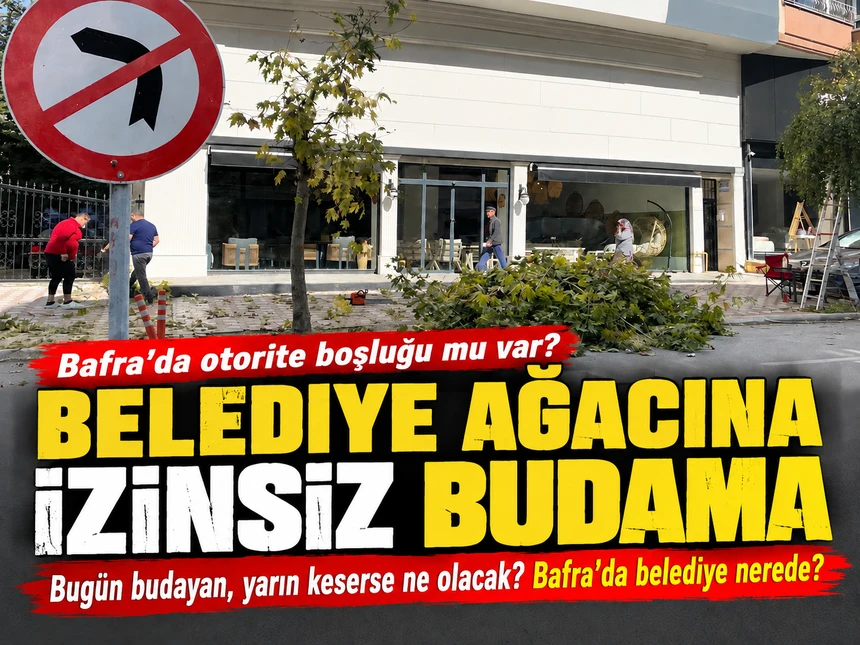 Bafra’da herkes kafasına göre belediyenin ağacını budayabilir mi?