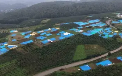 Fındığı Kurutmak İsteyen Üreticilere Branda Uyarısı: "Direkt Temas Çürümeye Neden Olabilir"