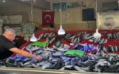 Türkeli’de Palamut Bereketi: Fiyatı Düştü, Yüzler Güldü