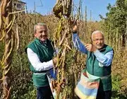 Akkuş Şeker Fasulyesi Üretimi 14 Yılda 25 Tondan 2 Bin 200 Tona Yükseldi