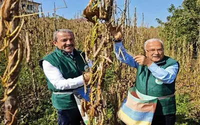 Akkuş Şeker Fasulyesi Üretimi 14 Yılda 25 Tondan 2 Bin 200 Tona Yükseldi