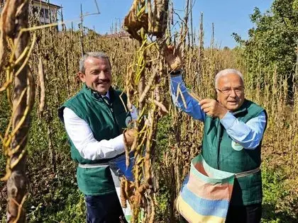 Akkuş Şeker Fasulyesi Üretimi 14 Yılda 25 Tondan 2 Bin 200 Tona Yükseldi