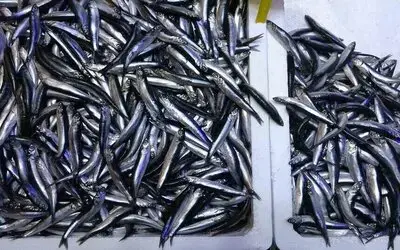 Türkiye’nin Hamsi İhracatında Artış