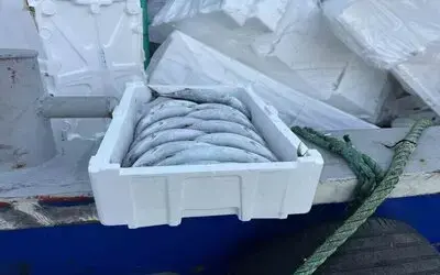 Strafor Köpük Kasasının Fiyatı Palamuttan 3 Kat Pahalı
