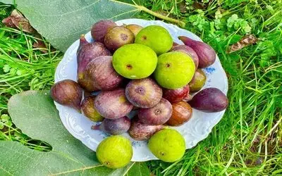 Giresun’da Uzgara İncirinin Hasadı Sonbaharda Ve Kışın Da Sürüyor