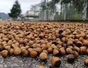Ordu’da Fındık Üreticilerinin Yağmur Mesaisi