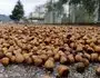 Ordu’da Fındık Üreticilerinin Yağmur Mesaisi