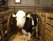 Samsun’da Hayvancılığa Destek