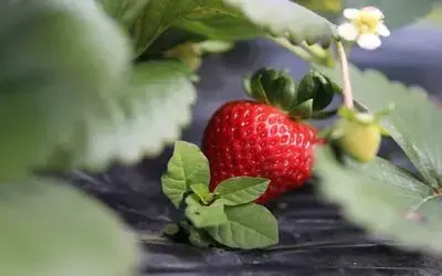 Samsun’da Çilek Üretimi Yaygınlaşıyor