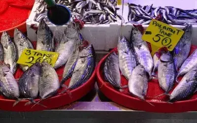 Trabzon’da Avlanan Palamut Miktarı 12 Bin Kilograma Ulaştı