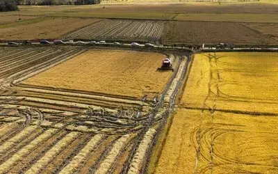 Sinop’ta Çeltik Hasadı Başladı
