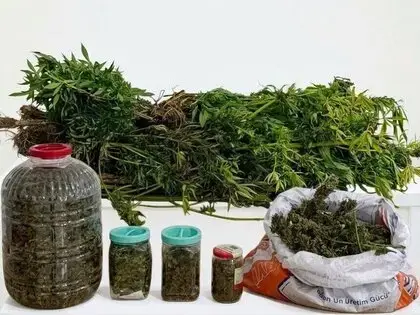 Ordu’da Uyuşturucu Operasyonunda 1 Tutuklama