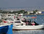 Karadeniz’de Palamut Alarmı: "Önüne Ne Gelirse Yiyor, Bir An Önce Hepsinin Tutulması Gerekiyor"