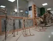 20 Yılda Biriktirilen 150’ye Yakın Hayvan İskeleti Eğitim Materyali Oldu
