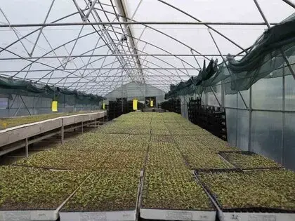 Akçaabat’ta 65 Bin Marul Fidesi Çiftçilere Teslim Edildi