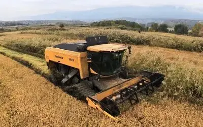 Sinop’ta Çeltik Hasadı