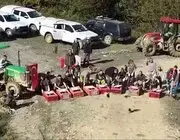 Sinop’ta 550 Sülün Doğaya Salındı