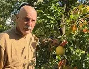 Ağaç Kavununa Benzeyen Pomelo Karadeniz’de Meyve Verdi