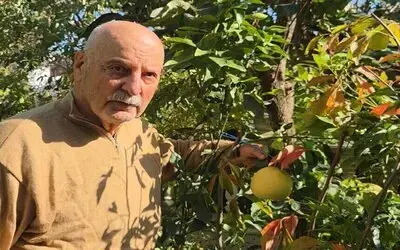 Ağaç Kavununa Benzeyen Pomelo Karadeniz’de Meyve Verdi