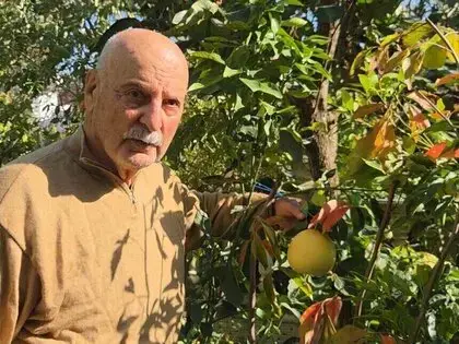Ağaç Kavununa Benzeyen Pomelo Karadeniz’de Meyve Verdi