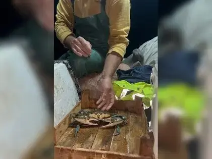 Sinoplu Balıkçıya Denizden Mavi Sürpriz