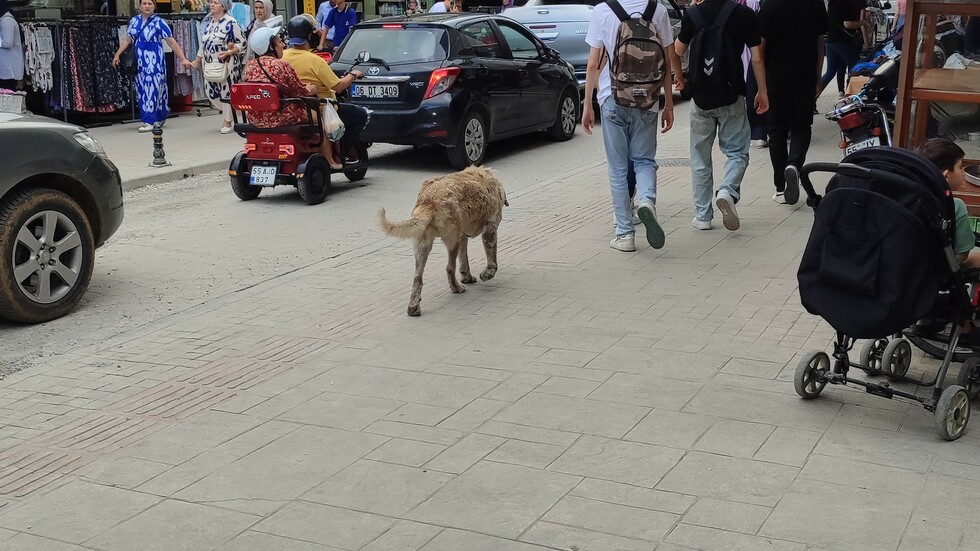 Bafra Belediyesi Yaşlı Köpeğe Sahip Çıktı