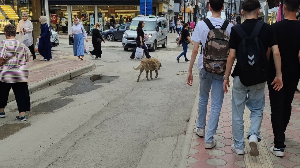 Bafra Belediyesi Yaşlı Köpeğe Sahip Çıktı