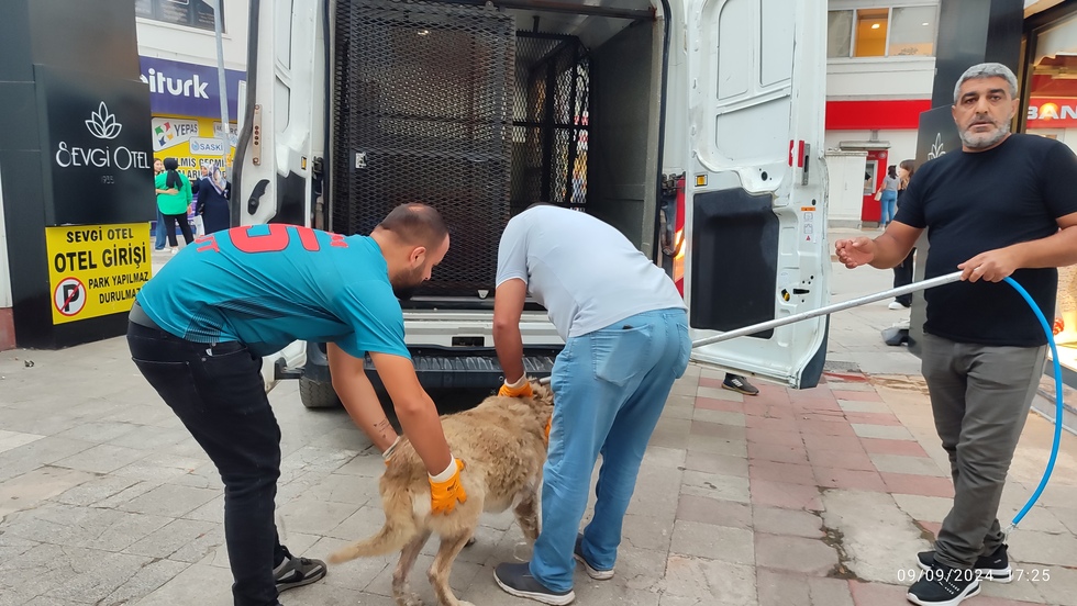 Bafra Belediyesi Yaşlı Köpeğe Sahip Çıktı